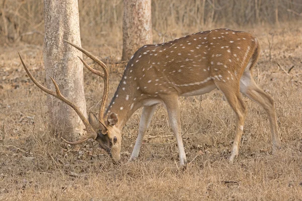 Gevlekte herten in het bos — Stockfoto