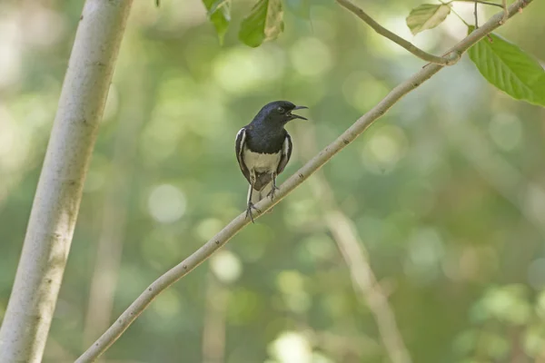 Oriental Magpie-Robin in a Tree — Stock Photo, Image