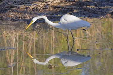 Ava ile onun yansıması ortak ak balıkçıl