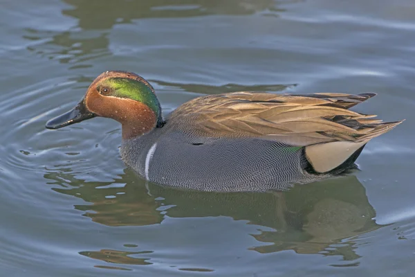 Teal de alas verdes en un pantano — Foto de Stock