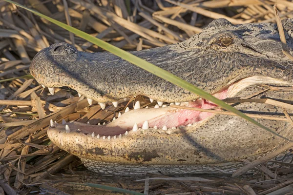 Boca abierta de un cocodrilo — Foto de Stock