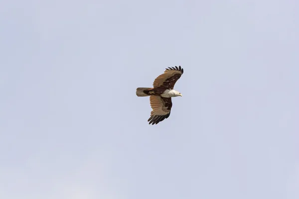 Euroasijské Marsh Harrier v letu — Stock fotografie