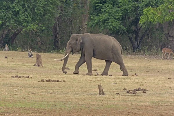 Grande elefante maschio sulla riva del fiume — Foto Stock