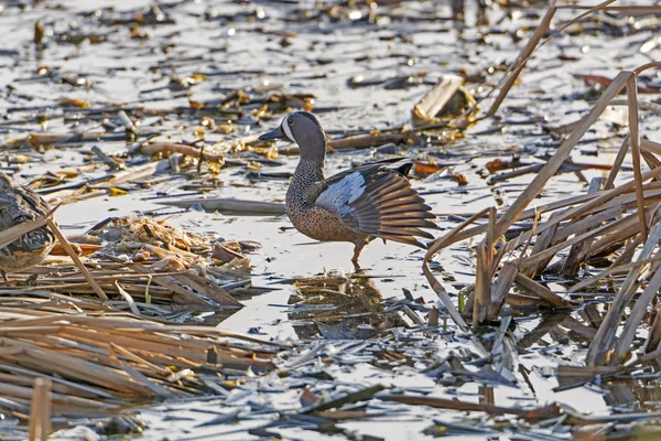 Blue-Winged Teal in a Wetland — Stock Photo, Image