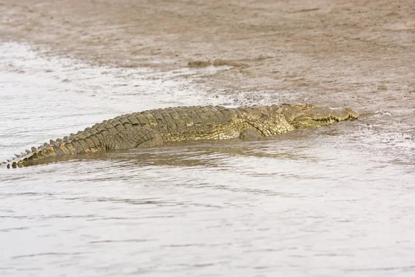 Mugger Crocidile su una riva del fiume — Foto Stock