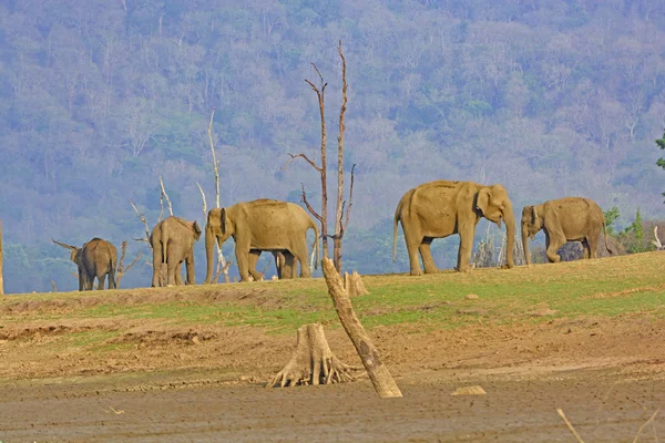 Elefanti indiani su una riva del fiume — Foto Stock