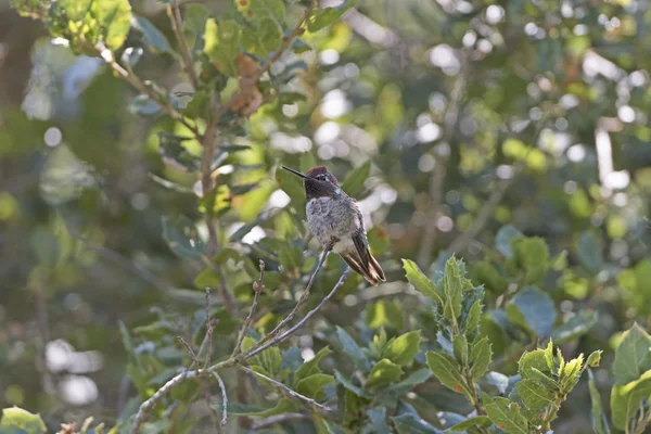 Hummingbird Άννας σε ένα δέντρο — Φωτογραφία Αρχείου