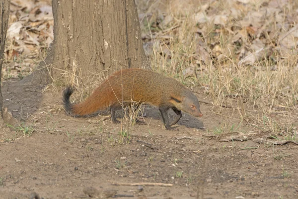 Gestreepte mangoest hals in het Forest — Stockfoto