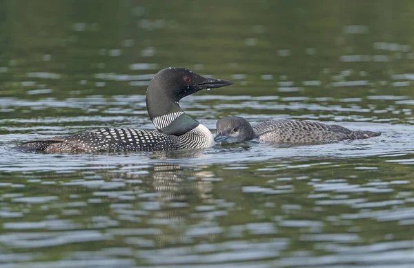 Adult Baby Loon Bonding Lake Sylvania Wilderness Michigan — Stock Photo, Image