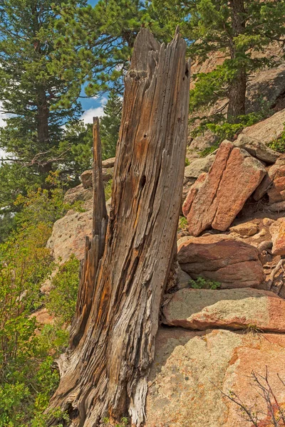 Weathered Tree Trunk Rocky Slope Rocky Mountain National Park Colorado — Stock Photo, Image