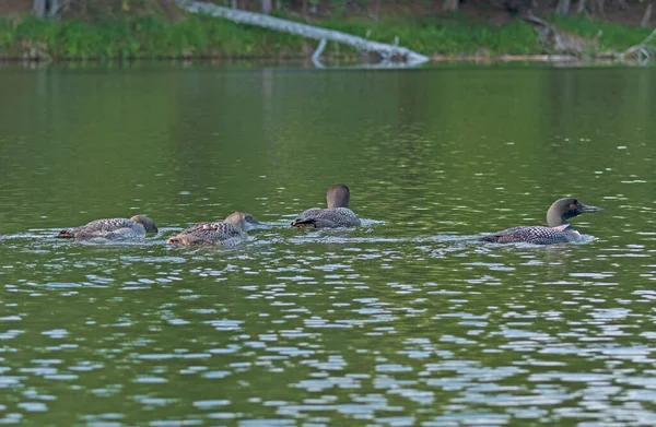 Loon Family Out Swim Crooked Lake Sylvania Wilderness Michigan — Stock Photo, Image