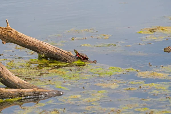 Turtle Sunning Pintado Log Midewin National Tallgrass Prairie Wilmington Illinois — Fotografia de Stock
