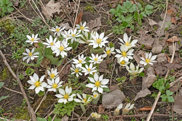 Bloodroot Kwiat Właśnie Otwarcia Wiosnę Midewin National Tallgrass Prairie Wilmington — Zdjęcie stockowe