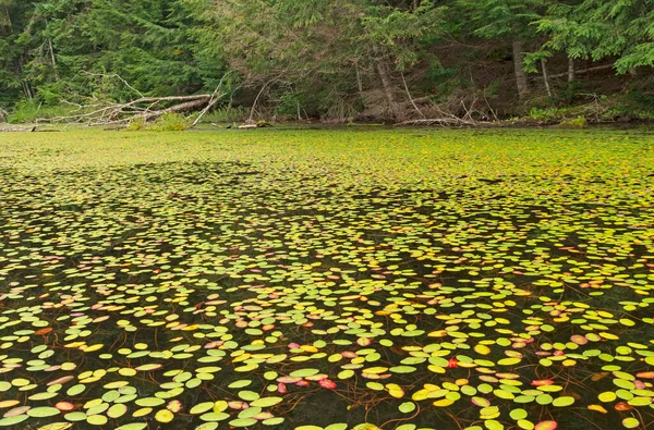 Piante Scudo Dell Acqua Che Coprono Lago Sul Lago Dell — Foto Stock