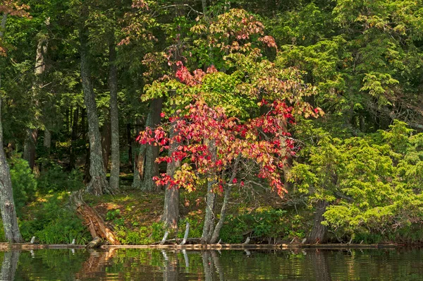 Kleurrijke Boom Aan Rand Van Het Water Mountain Lake Sylvania — Stockfoto