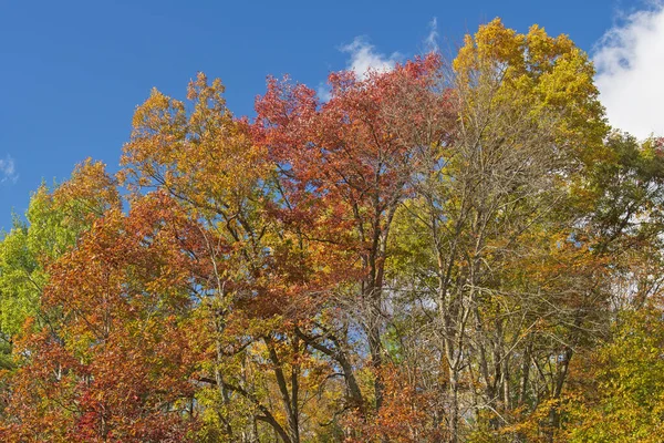 Kolory Jesieni Północnym Lesie Parku Stanowym Gubernatora Thompsona Wisconsin — Zdjęcie stockowe