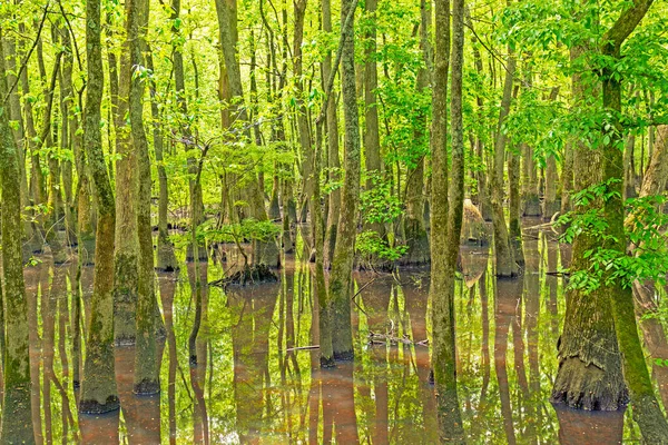 Fundo Pântano Cipreste Área Natural Estado Cache River Illinois — Fotografia de Stock