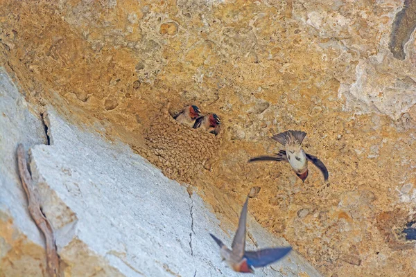 Une Paire Hirondelles Falaise Dans Leur Nid Grotte Dans Rock — Photo