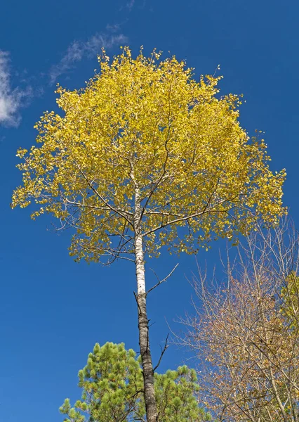 Bétula Amarela Contra Céu Azul Parque Estadual Governador Thompson Wisconsin — Fotografia de Stock