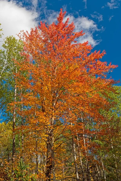 威斯康星州汤普森州长州立公园五彩斑斓的树叶跃入天空 — 图库照片