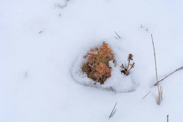 Young Tree Battling Winter Deer Grove Forest Preserve Illinois — Stock Photo, Image