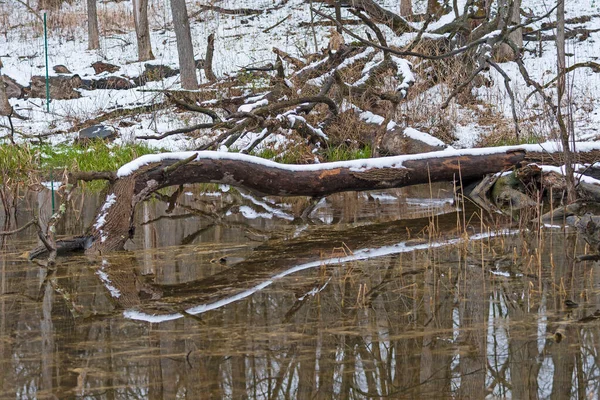 Réflexions Enneigées Dans Étang Forestier Deer Grove Forest Preserve Illinois — Photo