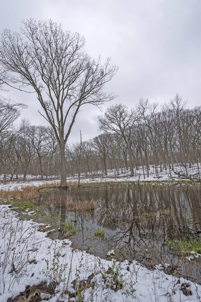 Temps Calmes Dans Une Forêt Enneigée Deer Grove Preserve Illinois — Photo