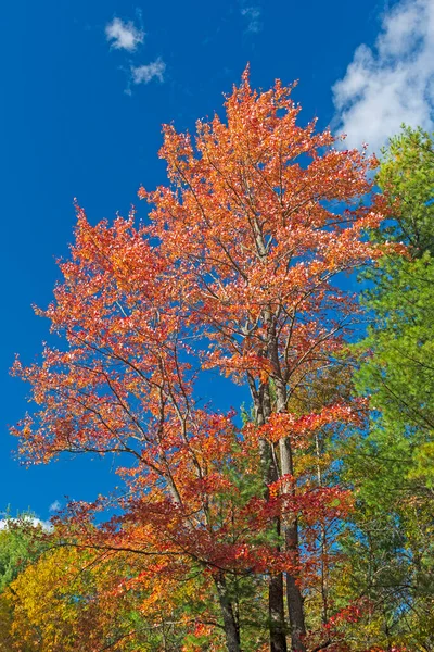威斯康星州汤普森州长州立公园的红叶映衬蓝天 — 图库照片