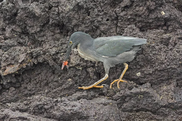 Lava Heron Com Peixe Fresco Capturado Ilha Bartolome Nas Galápagos — Fotografia de Stock