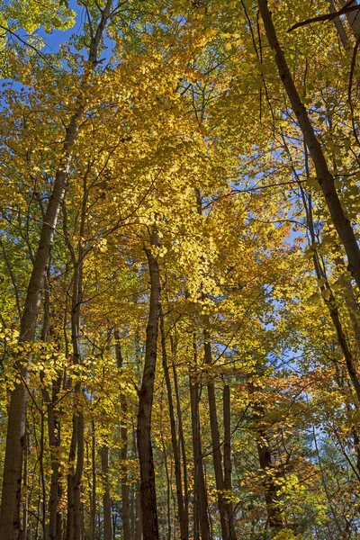 Dramatische Farben Herbst Auf Dem Piers Gorge Trail Michigan — Stockfoto