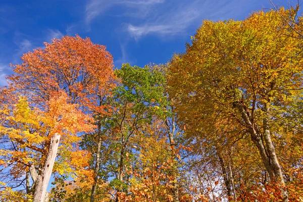Virginia Daki Shenandoah Milli Parkı Nda Doğu Dağlarında Değişen Renkler — Stok fotoğraf