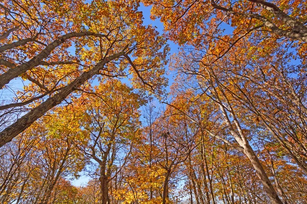 Queda Cores Arching Overhead Parque Nacional Shenandoah Virgínia — Fotografia de Stock