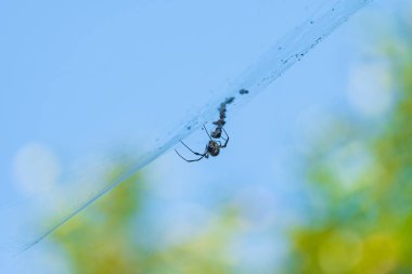 Örümcek Ağı Arjantin 'deki Iguazu Ulusal Parkı' nda devriye geziyor