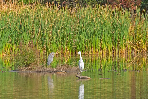 Nagy Kék Heron Nagy Egret Egy Füves Parton Ned Brown — Stock Fotó