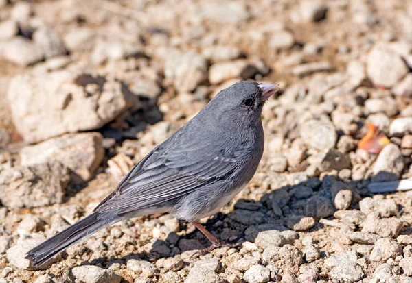 Dark Eyed Junco Mountains Shenandoah National Park Virginia — Stock Photo, Image