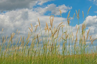 Illinois 'deki Kaz Gölü ovasında Çayırlık Çayırlara Karşı Bir Yaz Gökyüzüne Karşı