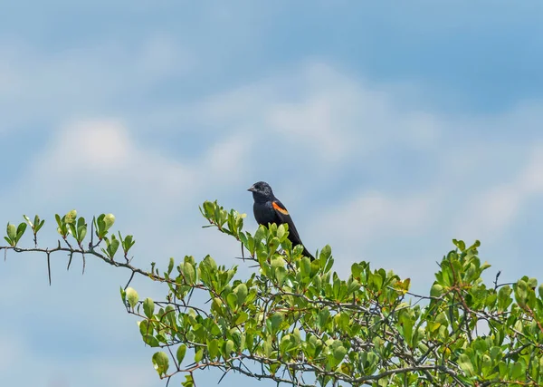 Red Winged Blackbird Cespuglio Prateria Nel Lago Oca Prairie State — Foto Stock