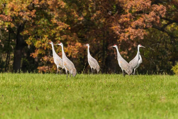 Sandhill Cranes Autumn Forest Moraine Hills State Park Illinois — Stock fotografie