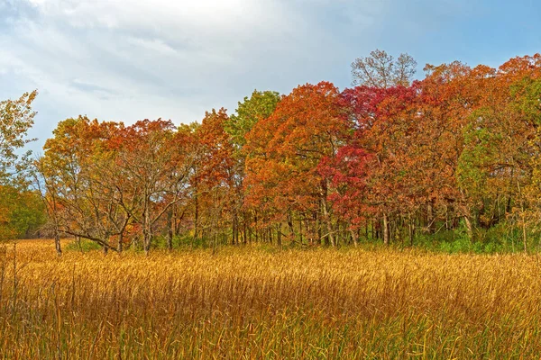 伊利诺伊州莫兰山州立公园的秋天色彩与沼泽地草 — 图库照片