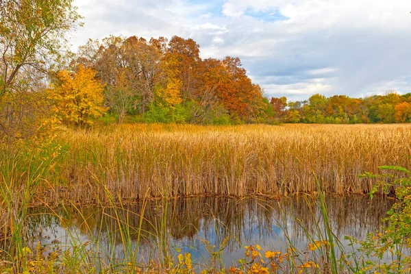 イリノイ州のモレーンヒルズ州立公園の湿地池の周りの色を変える — ストック写真