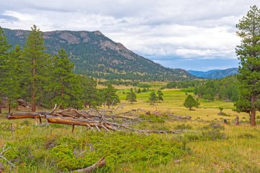 Colorado 'daki Rocky Dağı Ulusal Parkı' ndaki Yukarı Kunduz Çayırları