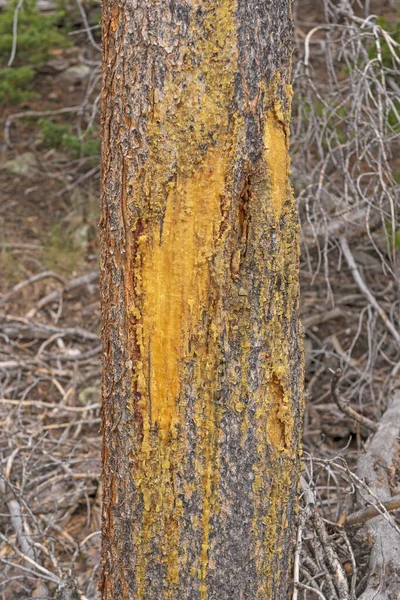 Kolorowy Sok Drzewa Zniszczonej Sosnie Parku Narodowym Rocky Mountain Kolorado — Zdjęcie stockowe