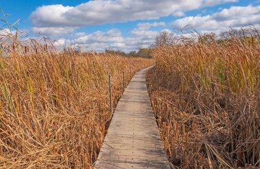 Illinois 'deki Volo Bataklık Eyaleti Doğal Alanı' nda Boardwalk boyunca