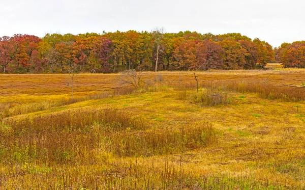 Couleurs Automne Sur Une Tourbière Feuilles Cuir Dans Moraine Hills — Photo