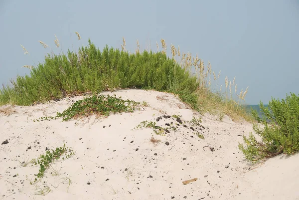 Sanddünen Und Gräser Äußeren Ufer Von Cape Hatteras North Carolina — Stockfoto