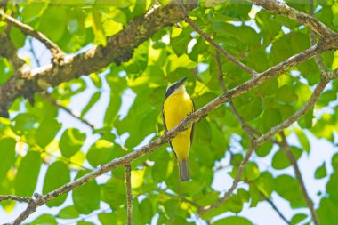 Kosta Rika 'daki Tortuguero Ulusal Parkı' ndaki Yağmur Ormanı Ağacı 'ndan Aşağı Bakan Büyük Kiskadee