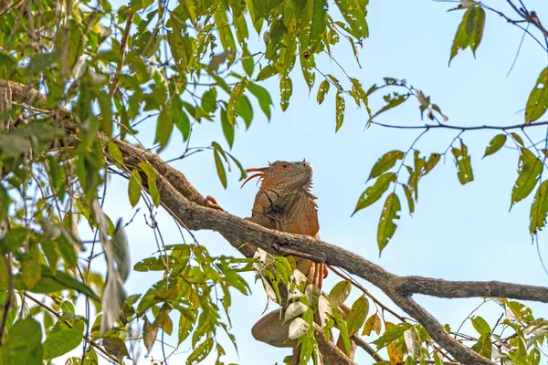 Iguana Masculina Exibindo Uma Árvore Floresta Tropical Parque Nacional Tortuguero — Fotografia de Stock