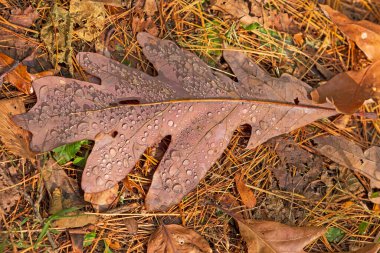 Illinois 'deki Lowden Miller Eyalet Ormanı' nda Renkli Meşe Yaprağı Sabah Çiyi