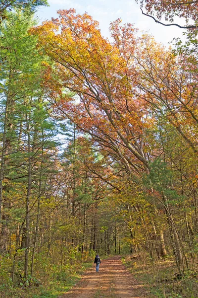 Spokojny Spacer Jesiennym Lesie Lowden Miller State Forest Illinois — Zdjęcie stockowe