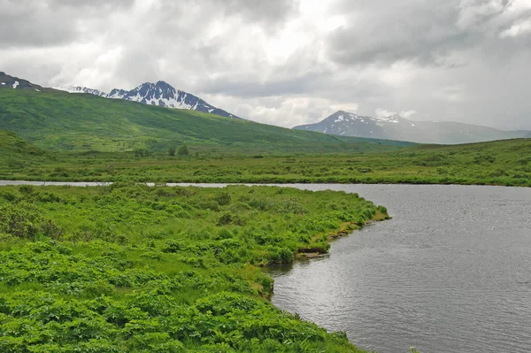 Ημέρα Ομίχλης Στο Σπίτι Του Kodiak Grizzly Στον Ποταμό Fraser — Φωτογραφία Αρχείου